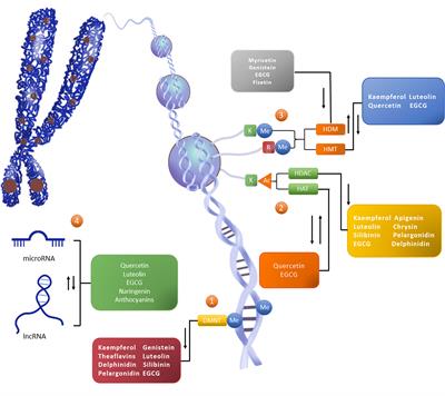 Remodeling the Epigenetic Landscape of Cancer—Application Potential of Flavonoids in the Prevention and Treatment of Cancer